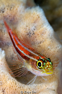 triplefin closeup / Canon 450D + 60mm + EF12 + 2x TC by Enje Im 
